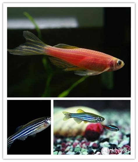 養魚的種類|整理：9種適合新手飼養的小型觀賞魚！